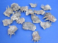 North American Snapper Turtle Feet 1-3/4" to 3-3/4" (10 pc)