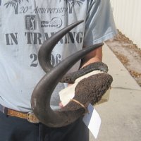 Wholesale Female black wildebeest skull plate and horns - $48