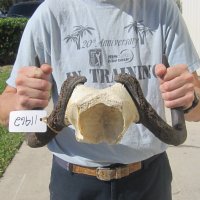 Wholesale Female black wildebeest skull plate and horns - $48