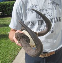 Wholesale Female black wildebeest skull plate and horns - $48