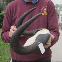 Wholesale Female black wildebeest skull plate and horns - $48