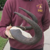 Wholesale Female black wildebeest skull plate and horns - $48