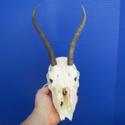 Wholesale Grade B Female Springbok Skulls with Horns - $32.00 each; 5 or more @ $29.00 each 