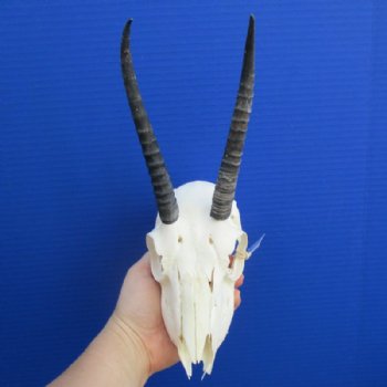Wholesale #2 grade Female Springbok Skulls with Horns - $32.00 each; 5 or more @ $29.00 each 