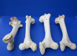 Wholesale Water Buffalo Femur leg bones, 12 to 16 inches long - 2 pcs @ $14 each; 6 pcs @ $12.60 each 