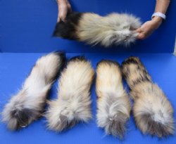 Wholesale Tanned Finn Raccoon tails 13 to 16 inches long - $7.50 each; Packed: 8 pcs @ $6.50 each