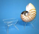 3-1/2 inches wide Wholesale Acrylic Nautilus Stands for 4" and 5" nautilus shells or Plastic Nautilus Display Stands (shells not included) - Pack of 12 @ $1.60 each; Pack of 48 @ $1.40 each 
