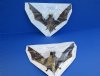 Wholesale Mummified Javan Giant Mastiff bat (otomops formosus) with wing spread measuring 6 inches - You will receive one similar to the one pictured for $39.50; 4 or more @ $35 each