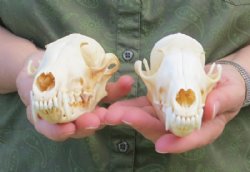 North American Red fox Skulls Wholesale - $40.00; 4 or more $36.00