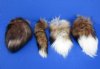 Wholesale Tanned Red Fox tails with an attached ball chain for sale measuring 12 to 13 inches long.  You will receive one similar to the picture - Packed: 2 pcs @ $8.50 each