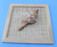 8" x 8" Wholesale Wood Framed Fox Shell - 3 @ $2.90 each 