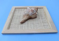 8" x 8" Wholesale Wood Framed Fox Shell - 3 @ $2.90 each 