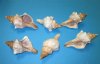 6 inches to 7 inches Wholesale Striped Fox Conch Shells, Trapezium Horse Conch Shells in bulk for giant hermit crabs (Africana) - Case of 50 @ $1.15 each