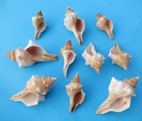 Wholesale Striped Fox Shells 2 to 4 inches - 50 pc @ $.40 each