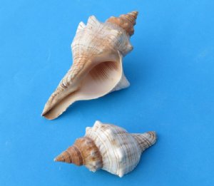 Shells - Price Reduced
