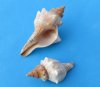 Shells - Price Reduced