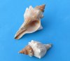 Wholesale Striped Fox Shells Trapezium Horse Conchs for hermit crab homes  2 inches to 4 inches - Packed: 50 pc @ $.56 each