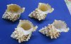 6 to 8 inches Wholesale Giant frog shells, commercial grade, - Packed: 12 pcs @ $5.00 each