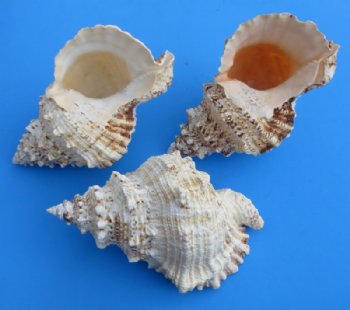 Frog Shells Wholesale