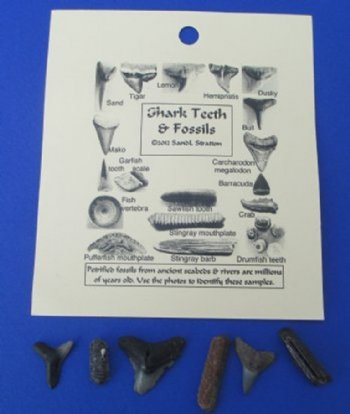 Wholesale Fossil Shark Teeth & Assorted Marine Fossils on a punched identification card - 12 pcs @ $1.00 each; 48 pcs @ $.90 each