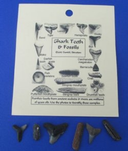 Wholesale Fossil Shark Teeth & Assorted Marine Fossils on a punched identification card - 12 pcs @ $1.00 each; 48 pcs @ $.90 each