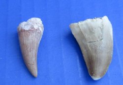 Wholesale Fossil Mosasaur teeth measuring 5/8 inch to 1-1/4 inch - 5 pcs @ $3.25 each; 20 pcs @ $2.90 each