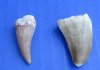 Wholesale Fossil Mosasaur teeth measuring 5/8 inch to 1-1/4 inch - Packed: 5 pcs @ $3.25 each; Packed: 20 pcs @ $2.90 each
