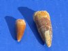 Wholesale Fossil Spinosaurus (Dinosaur) Teeth for sale measuring 1 to 1-3/4 inches long - You will receive ones similar to the pictures - Packed: 2 pcs @ $14.00 each; Packed: 12 pcs @ $12.00 each