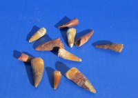Wholesale Fossil Spinosaurus (Dinosaur) Teeth for sale measuring 1 to 1-3/4 inches long - 2 pcs @ $14.00 each; 12 pcs @ $12.00 each