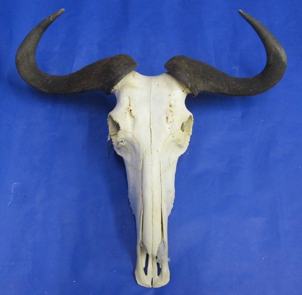 Wholesale Blue Wildebeest Skulls and 22 horns