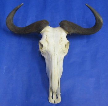 Animal Skulls Wholesale