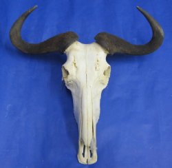 Wholesale Blue Wildebeest Skulls and Horns with horns 21 inches wide and over - $110 each; 3 or more @ $100 each 