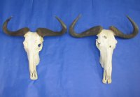 Wholesale Blue Wildebeest Skulls and Horns with horns 21 inches wide and over - $110 each; 3 or more @ $100 each 