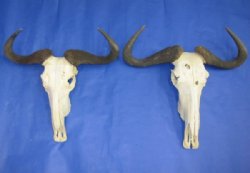 Wholesale African Blue Wildebeest Skulls and Horns 20 inches wide and under - $90.00 each; 3 or more @ $80.00 each