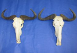 Wholesale African Blue Wildebeest Skulls and Horns 20 inches wide and under - $110.00 each  