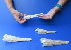 Wholesale A-Grade Spotted Gar Skulls (6-7") - Real Fish Specimen - $60 each; 4 pcs @ $54 each