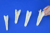 Wholesale Spotted Gar skulls 5 to 5-3/4 inches long - $39 each; Packed: 5 pcs @ $35 each