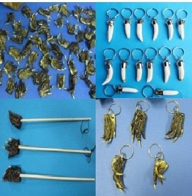 WHOLESALE LOT OF 25 REAL FLORIDA GATOR FEET CLAW KEYCHAINS AUTHENTIC AMERICAN