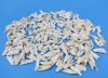 Wholesale alligator teeth in bulk under 3/4" Cleaned and all natural - Bag of 100 @ .11 each 