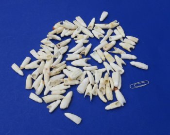 Wholesale Alligator Teeth, 1/2 inch to 1-1/4 inches - 100 @ .22 each 