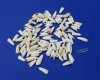 Wholesale Alligator Teeth, 1/2 inch to 1-1/4 inches for making gator tooth necklaces; Pack of 100 @ .22 each
