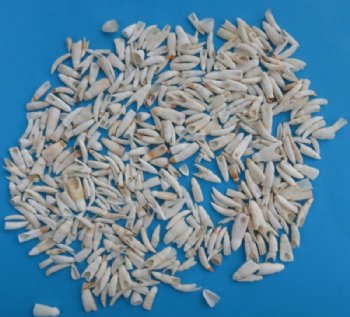 1/2 pound bag of Wholesale Alligator Teeth 1/2 inch to 1 inch - $50.00 a 1/2 pound bag; (appx 275 to 325 actual teeth per 1/2 pound) 2 lbs or more (Packed 1/2 pound bags) @ $45.00 1/2 pound bag