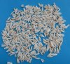 1/2 pound bag of Wholesale Alligator Teeth 1/2 inch to 1 inch -You will receive teeth similar to those shown priced $50.00 a 1/2 pound bag; (appx 275 to 325 actual teeth per 1/2 pound) 2 lbs or more (Packed 1/2 pound bags) @ $45.00 1/2 pound bag