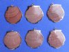 Copper Undertone Electroplated  trimmed red scallop shell pendants - Bag of 25 @ .57 each; Bag of 100 @ .50 each