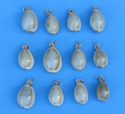Wholesale Gold Trimmed Ring Top Cowrie Shell Pendants with copper undertone  3/4" to 7/8" - 25 pcs @ .53 each; 100 pcs @ .45 each 