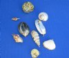 Wholesale Electroplated yellow gold trimmed assorted shell pendants - Packed: 100 pcs @ $.65 each; Packed: 500 pcs @ $.58 each