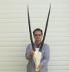 Wholesale Gemsbok skull and horns - commercial grade $160.00; 3 or more @ $145.00 each