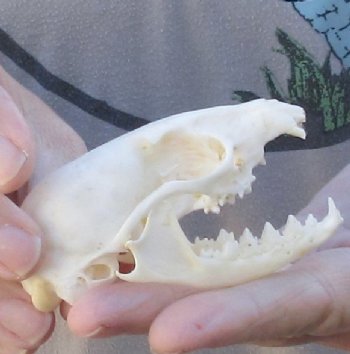 Genet Skulls, Hand Picked 