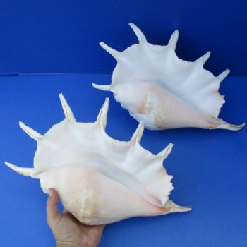 Spider Shells Hand Picked 