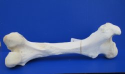 Wholesale giraffe femur leg bones from the upper leg 17 to 21 inches long - $50 each